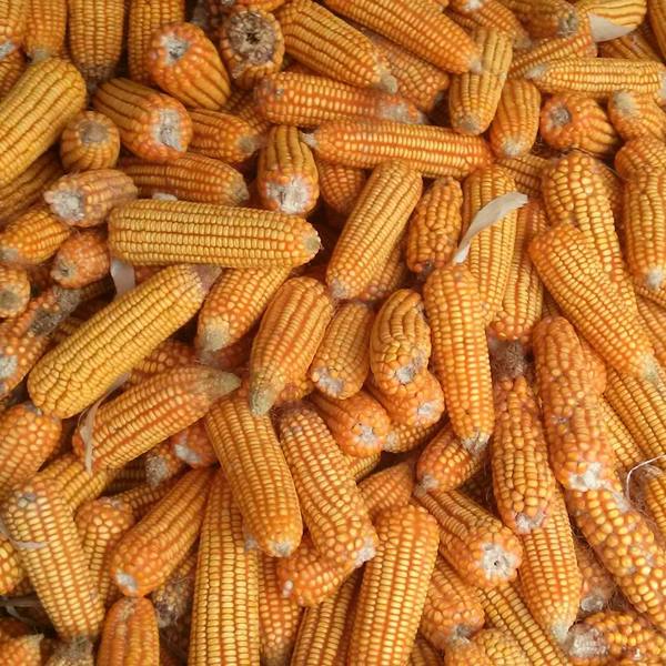 Hominy corn