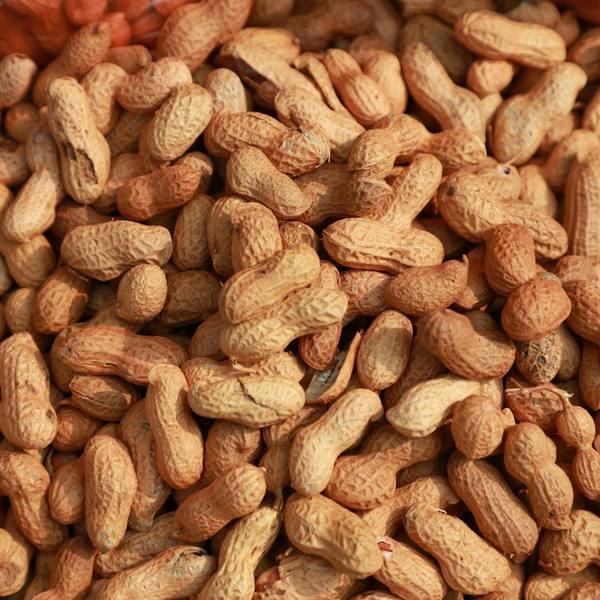 Peanut