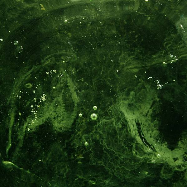 Spirulina