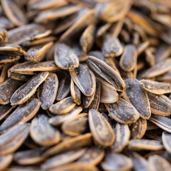Sunflower seeds